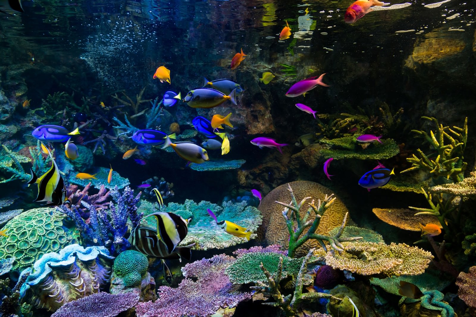 熱帯魚とサンゴ