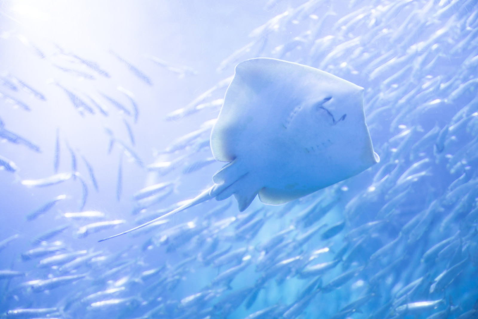 エイと魚群
